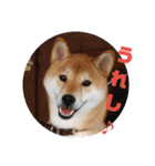 柴犬ぽこ太 ぶさいくスタンプ集（個別スタンプ：25）