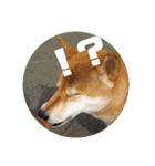 柴犬ぽこ太 ぶさいくスタンプ集（個別スタンプ：26）