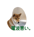 柴犬ぽこ太 ぶさいくスタンプ集（個別スタンプ：28）