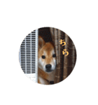 柴犬ぽこ太 ぶさいくスタンプ集（個別スタンプ：30）
