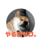 柴犬ぽこ太 ぶさいくスタンプ集（個別スタンプ：31）