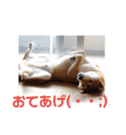 柴犬ぽこ太 ぶさいくスタンプ集（個別スタンプ：32）