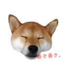 柴犬ぽこ太 ぶさいくスタンプ集（個別スタンプ：33）