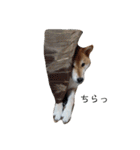 柴犬ぽこ太 ぶさいくスタンプ集（個別スタンプ：34）
