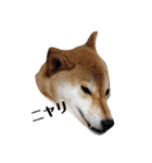 柴犬ぽこ太 ぶさいくスタンプ集（個別スタンプ：35）