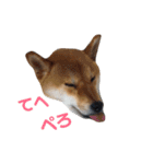 柴犬ぽこ太 ぶさいくスタンプ集（個別スタンプ：37）