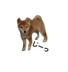 柴犬ぽこ太 ぶさいくスタンプ集（個別スタンプ：39）