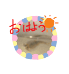 カブトエビのスタンプ（個別スタンプ：1）