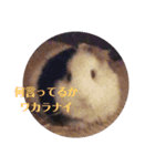 モルモットのモモ2（個別スタンプ：1）