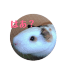 モルモットのモモ2（個別スタンプ：2）