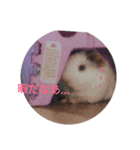 モルモットのモモ2（個別スタンプ：4）
