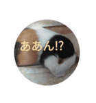 モルモットのモモ2（個別スタンプ：5）