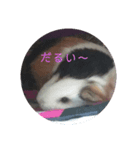モルモットのモモ2（個別スタンプ：6）