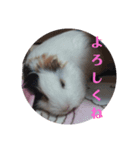 モルモットのモモ2（個別スタンプ：7）