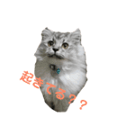 にゃんこkwi（個別スタンプ：2）