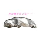 にゃんこkwi（個別スタンプ：5）
