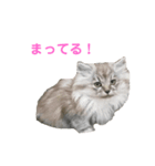 にゃんこkwi（個別スタンプ：8）