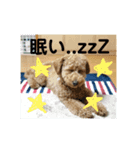 はしもと こてつ。（個別スタンプ：1）