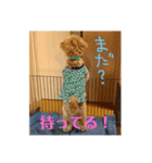 はしもと こてつ。（個別スタンプ：2）