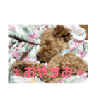 はしもと こてつ。（個別スタンプ：3）