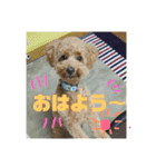 はしもと こてつ。（個別スタンプ：5）