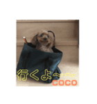 cocoスタンプ1（個別スタンプ：2）