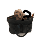 cocoスタンプ1（個別スタンプ：5）