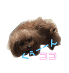 cocoスタンプ1（個別スタンプ：6）