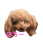 cocoスタンプ1（個別スタンプ：7）