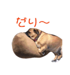 我が家のちび太2（個別スタンプ：2）