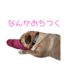 我が家のちび太2（個別スタンプ：8）