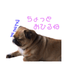 我が家のちび太2（個別スタンプ：9）