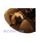 我が家のちび太2（個別スタンプ：17）