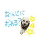 かわいいパルくん（個別スタンプ：5）