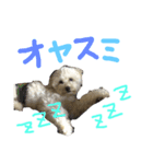 かわいいパルくん（個別スタンプ：8）