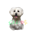 マルプー 愛犬ラテくん1010（個別スタンプ：1）