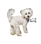 マルプー 愛犬ラテくん1010（個別スタンプ：3）