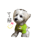 マルプー 愛犬ラテくん1010（個別スタンプ：4）