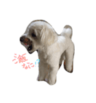 マルプー 愛犬ラテくん1010（個別スタンプ：6）