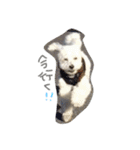 マルプー 愛犬ラテくん1010（個別スタンプ：7）