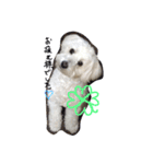 マルプー 愛犬ラテくん1010（個別スタンプ：8）