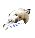 マルプー 愛犬ラテくん1010（個別スタンプ：10）