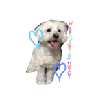 マルプー 愛犬ラテくん1010（個別スタンプ：12）