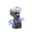 マルプー 愛犬ラテくん1010（個別スタンプ：13）