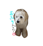 マルプー 愛犬ラテくん1010（個別スタンプ：14）
