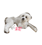 マルプー 愛犬ラテくん1010（個別スタンプ：15）