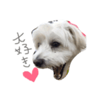 マルプー 愛犬ラテくん1010（個別スタンプ：16）
