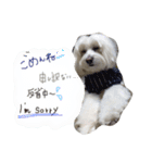 マルプー 愛犬ラテくん1010（個別スタンプ：18）