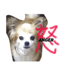 マルプー 愛犬ラテくん1010（個別スタンプ：19）