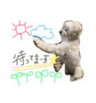マルプー 愛犬ラテくん1010（個別スタンプ：20）